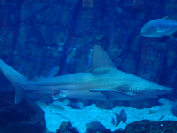 Dubai Aquarium and Underwater Zoo